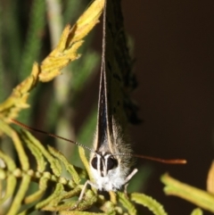 Jalmenus ictinus at Ainslie, ACT - 6 Feb 2019 09:45 PM