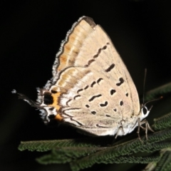 Jalmenus ictinus (Stencilled Hairstreak) at Mount Ainslie - 8 Feb 2019 by jbromilow50