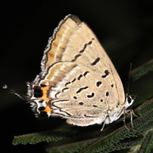 Jalmenus ictinus at Ainslie, ACT - 8 Feb 2019 09:47 PM