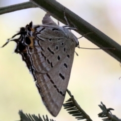 Jalmenus ictinus (Stencilled Hairstreak) at Ainslie, ACT - 24 Jan 2019 by jb2602