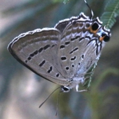 Jalmenus ictinus (Stencilled Hairstreak) at Mount Ainslie - 26 Jan 2019 by jb2602