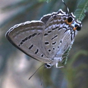 Jalmenus ictinus at Ainslie, ACT - 26 Jan 2019