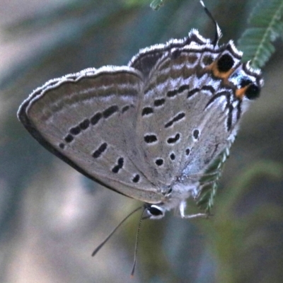 Jalmenus ictinus (Stencilled Hairstreak) at Mount Ainslie - 26 Jan 2019 by jb2602