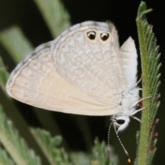 Nacaduba biocellata (Two-spotted Line-Blue) at Majura, ACT - 28 Jan 2019 by jb2602