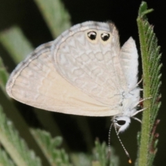 Nacaduba biocellata (Two-spotted Line-Blue) at Mount Ainslie - 28 Jan 2019 by jbromilow50