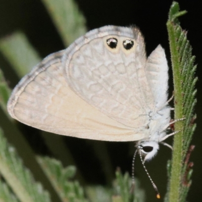 Nacaduba biocellata (Two-spotted Line-Blue) at Mount Ainslie - 28 Jan 2019 by jb2602