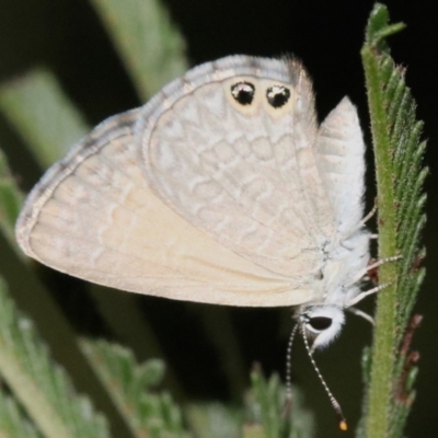 Nacaduba biocellata (Two-spotted Line-Blue) at Majura, ACT - 28 Jan 2019 by jb2602