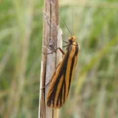 Phaeophlebosia furcifera (Forked Footman) at Fyshwick, ACT - 13 Mar 2019 by Christine