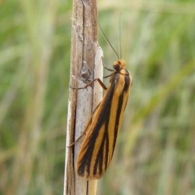 Phaeophlebosia furcifera (Forked Footman) at Jerrabomberra Wetlands - 12 Mar 2019 by Christine