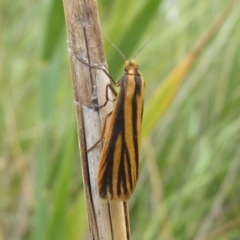 Phaeophlebosia furcifera at Fyshwick, ACT - 13 Mar 2019