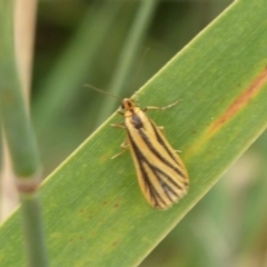 Phaeophlebosia furcifera at Fyshwick, ACT - 13 Mar 2019 09:02 AM