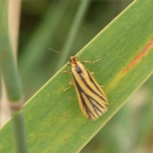 Phaeophlebosia furcifera at Fyshwick, ACT - 13 Mar 2019