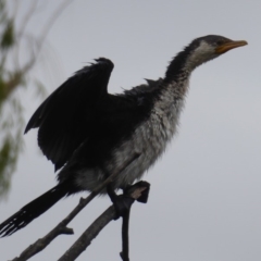 Microcarbo melanoleucos (Little Pied Cormorant) at Jerrabomberra Wetlands - 12 Mar 2019 by Christine