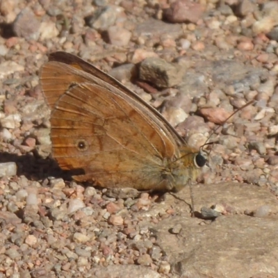 Heteronympha penelope (Shouldered Brown) at Lake George, NSW - 12 Mar 2019 by Christine