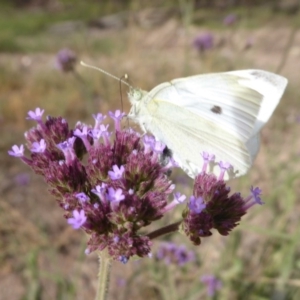 Pieris rapae at Lake George, NSW - 12 Mar 2019