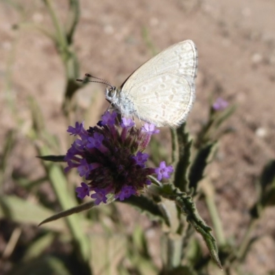 Zizina otis (Common Grass-Blue) at QPRC LGA - 12 Mar 2019 by Christine