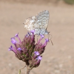 Theclinesthes serpentata (Saltbush Blue) at Lake George, NSW - 12 Mar 2019 by Christine