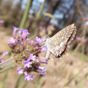 Theclinesthes serpentata at Lake George, NSW - 12 Mar 2019 03:22 PM