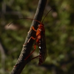 Lissopimpla excelsa (Orchid dupe wasp, Dusky-winged Ichneumonid) at QPRC LGA - 12 Mar 2019 by Christine