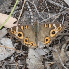 Junonia villida (Meadow Argus) at Tuggeranong Hill - 13 Mar 2019 by Owen