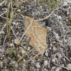 Scopula rubraria (Reddish Wave, Plantain Moth) at Tuggeranong Hill - 13 Mar 2019 by Owen