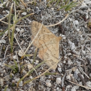 Scopula rubraria at Theodore, ACT - 13 Mar 2019 11:05 AM