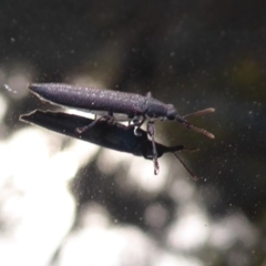 Rhinotia sp. (genus) (Unidentified Rhinotia weevil) at QPRC LGA - 12 Mar 2019 by Christine