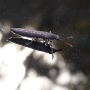 Rhinotia sp. (genus) at Bungendore, NSW - 12 Mar 2019 03:50 PM