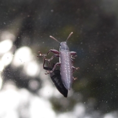 Rhinotia sp. (genus) at Bungendore, NSW - 12 Mar 2019 03:50 PM