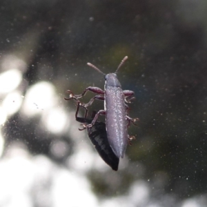 Rhinotia sp. (genus) at Bungendore, NSW - 12 Mar 2019 03:50 PM