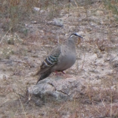 Phaps chalcoptera (Common Bronzewing) at Theodore, ACT - 13 Mar 2019 by owenh