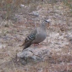 Phaps chalcoptera (Common Bronzewing) at Tuggeranong Hill - 13 Mar 2019 by owenh