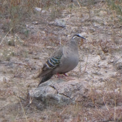 Phaps chalcoptera (Common Bronzewing) at Theodore, ACT - 13 Mar 2019 by owenh