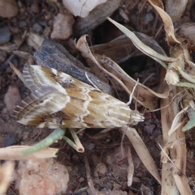 Hellula hydralis (Cabbage Centre Moth) at Bungendore, NSW - 12 Mar 2019 by Christine