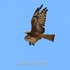 Lophoictinia isura (Square-tailed Kite) at Mollymook, NSW - 19 Feb 2019 by CharlesDove