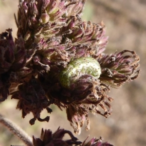 Helicoverpa punctigera at Lake George, NSW - 12 Mar 2019