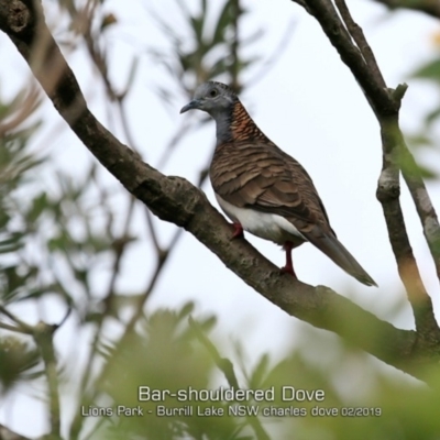 Geopelia humeralis (Bar-shouldered Dove) at Dolphin Point, NSW - 23 Feb 2019 by Charles Dove