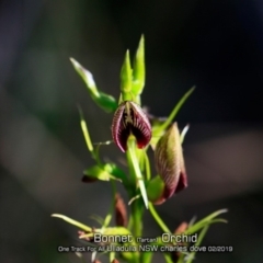 Cryptostylis erecta (Bonnet Orchid) at - 17 Feb 2019 by CharlesDove