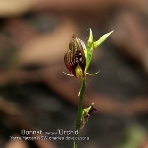 Cryptostylis erecta at Ulladulla Reserves Bushcare - suppressed