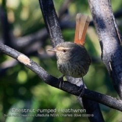 Hylacola pyrrhopygia (Chestnut-rumped Heathwren) at South Pacific Heathland Reserve - 18 Feb 2019 by Charles Dove