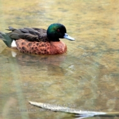 Anas castanea (Chestnut Teal) at Burrill Lake, NSW - 24 Feb 2019 by CharlesDove