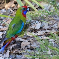 Platycercus elegans (Crimson Rosella) at One Track For All - 18 Feb 2019 by CharlesDove