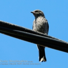 Artamus cyanopterus (Dusky Woodswallow) at South Pacific Heathland Reserve - 18 Feb 2019 by Charles Dove