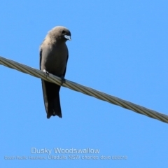 Artamus cyanopterus at Ulladulla, NSW - 19 Feb 2019 12:00 AM