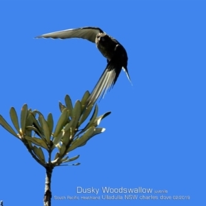 Artamus cyanopterus cyanopterus at Ulladulla, NSW - 19 Feb 2019