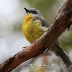 Eopsaltria australis (Eastern Yellow Robin) at Dolphin Point, NSW - 20 Feb 2019 by CharlesDove