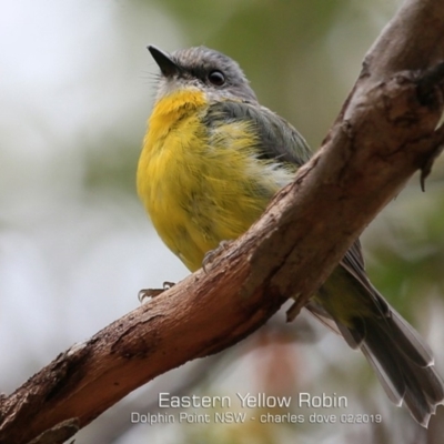 Eopsaltria australis (Eastern Yellow Robin) at Dolphin Point, NSW - 20 Feb 2019 by CharlesDove