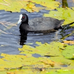 Fulica atra (Eurasian Coot) at Burrill Lake, NSW - 24 Feb 2019 by CharlesDove