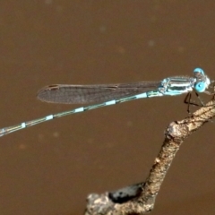 Austrolestes leda (Wandering Ringtail) at Majura, ACT - 18 Feb 2019 by jb2602