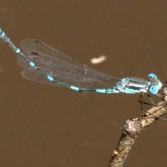 Austrolestes leda at Majura, ACT - 18 Feb 2019 10:40 AM